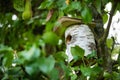 A bird house is hidden deep in a tree so that the birds can  nest Royalty Free Stock Photo