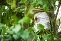 A bird house is hidden deep in a tree so that the birds can  nest Royalty Free Stock Photo