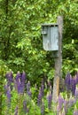 Bird House in the Lupine