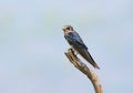 Bird (House Swift) , Thailand Royalty Free Stock Photo