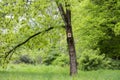 Bird house on a tree. Wooden birdhouse, nesting box for songbirds in park. Royalty Free Stock Photo