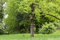 Bird house on a tree. Wooden birdhouse, nesting box for songbirds in park. Royalty Free Stock Photo