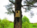 Birdhouse on a old pine. Knock, knock its anybody at home