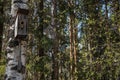 Bird houses hanging on the birch and pine in the park