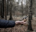 bird human hand bokeh background outdoor forest autumn tree