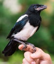 Bird on human hand