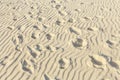 Bird and human tracks on the sand