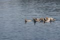 Bird Hybrids, muscovy Duck x Mallard