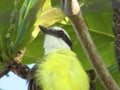 Bird I saw you high in the tree, sunning,in the middle of the branches. Imposing and majestic. Royalty Free Stock Photo