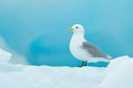 Bird on the ice, winter scene from Arctic. Black-legged Kittiwake, Rissa tridactyla, with blue ice glacier in background, Svalbard Royalty Free Stock Photo