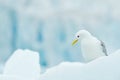 Bird on the ice, winter scene from Arctic. Black-legged Kittiwake, Rissa tridactyla, with blue ice glacier in background, Svalbard