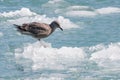 Bird on iceberg from Sawyer glacier in Tracy Arm fjord Royalty Free Stock Photo