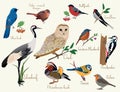 Bird icons. Colorful realistic birds icons set