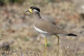 Bird ID: Yellow-wattled Lapwing Royalty Free Stock Photo
