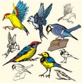 Bird illustration series Royalty Free Stock Photo