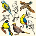 Bird illustration series Royalty Free Stock Photo