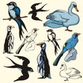Bird illustration series Royalty Free Stock Photo