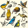 Bird illustration series Royalty Free Stock Photo