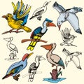 Bird illustration series Royalty Free Stock Photo