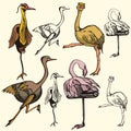 Bird illustration series Royalty Free Stock Photo