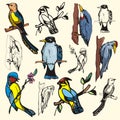 Bird illustration series Royalty Free Stock Photo