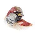 Bird illustration watercolor painting.Watercolor hand painted.illustration of a Bird isolated.