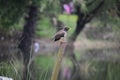 Indian maina bird in the pole