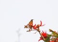 Bird on Indian Coral Tree, Variegated Tiger's claw, Erythrina variegata, red flowers with blue sky background Royalty Free Stock Photo