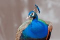 Bird Indian Peafowl Pavo cristatus isolated