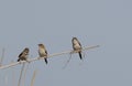 Bird , Indian Silverbill - Lonchura malabarica