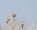 Bird , Indian Silverbill - Lonchura malabarica