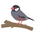 Java Sparrow, Bird of Indonesia Vector