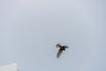 Bird initiating flight on the outskirts of town under cloudy skies on