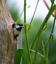 Bird with Insect in Hole in Tree