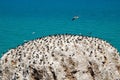 Bird island in Qinghai lake