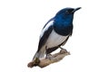 Bird Isolate Black and white Oriental magpie robin Birds fly Blurry