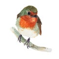 Bird isolated on white background .bird Hand painted Watercolor illustrations.