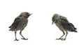 Bird isolated on white background