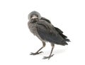 Bird isolated on a white background. horizontal photo.