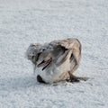 Bird in its natural habitat. A young whooper swan hid under its wings on the snowy shore. Freezing day Royalty Free Stock Photo