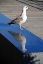 A bird and its reflection