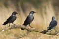 Bird - Jackdaw Corvus monedula, Poland Europe