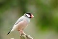 Bird --- java sparrow Royalty Free Stock Photo