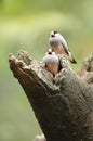 Bird --- java sparrow Royalty Free Stock Photo