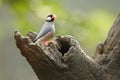 Bird --- java sparrow Royalty Free Stock Photo