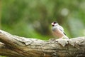 Bird --- java sparrow