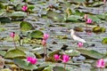Bird ( javan pond heron ) in Thailand