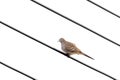 Bird, Javanese dove, Geopelia striata, perched on cable, white background Royalty Free Stock Photo
