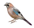 Bird jay, Garrulus glandarius