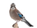 Bird jay sits on a tree branch on white background Royalty Free Stock Photo